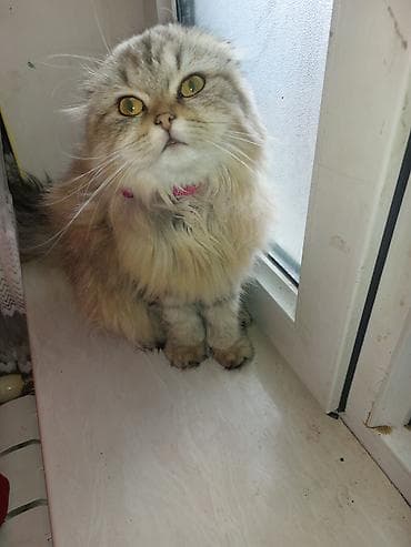 britanski pişik: Şotland uzun tüklü — 2