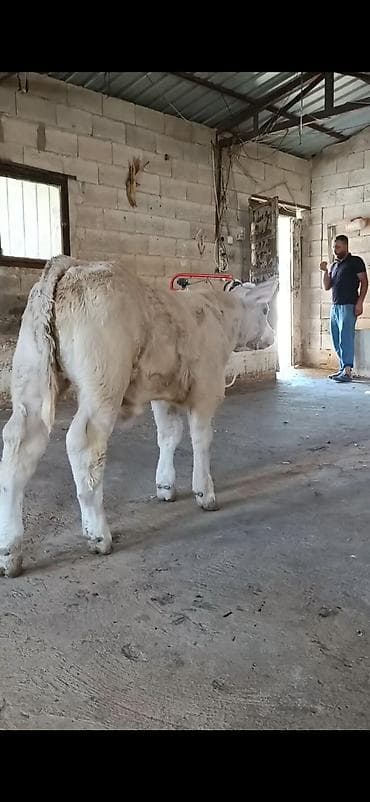 at satisi: Satılır: Açıq krem-ağ rəngli dana (erkək). Xüsusiyyətlər: - Güclü — 1