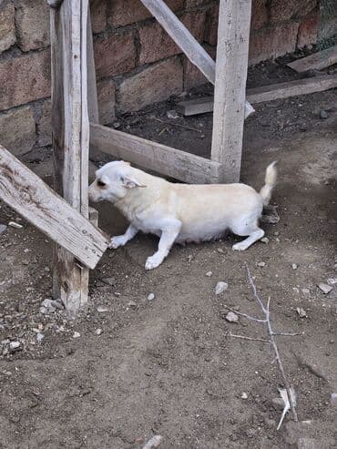 it şəkilləri: Zvanok, çubuş – qarışıq rənglərdə (krem, ağ, boz). Yeməyə — 5
