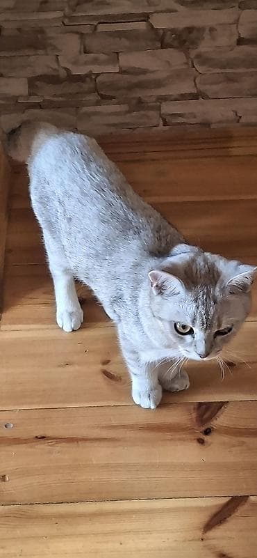 pişik cutlesdirmek: Britan Erkək 5 aylıq sağlam pişikdi vaksini qurd dərməanı olunub.arada — 6