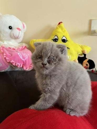 Digər heyvanlar: Şotland yastı qulaq, Yaxşı əllərə, Ünvandan götürmə — 1