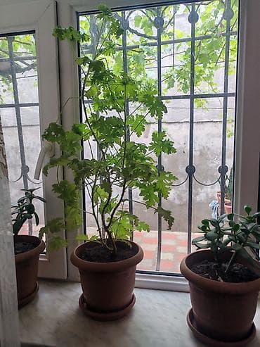 Qoxulu sardunya (Pelargonium graveolens) – saksıda otaq bitkisi - — 2