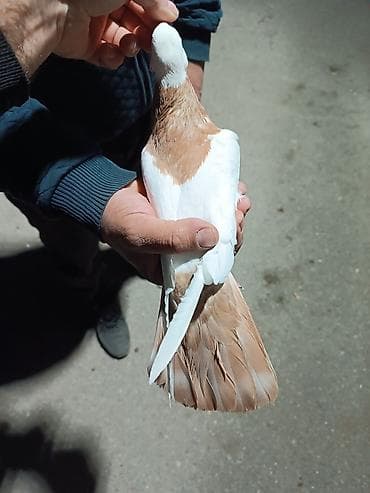 Pişiklər: Təmiz abrez 16 tük maya. Qızğın bala verən quşdu — 1