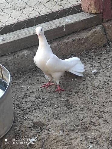 ucuz goyərcin: Qiymət birinə aiddir . quşlar haqqında ətraflı məlumat üçün whatcab — 5