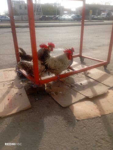 en cox sud veren inekler: Məhsul: Xoruzlar Təsvir:8 ededdi3 u toyuq 5i xoryzdu - Şəkillərdə bir — 3