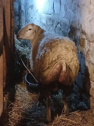 erkek dana satilir: Əla kökdu erkey qoc — 3