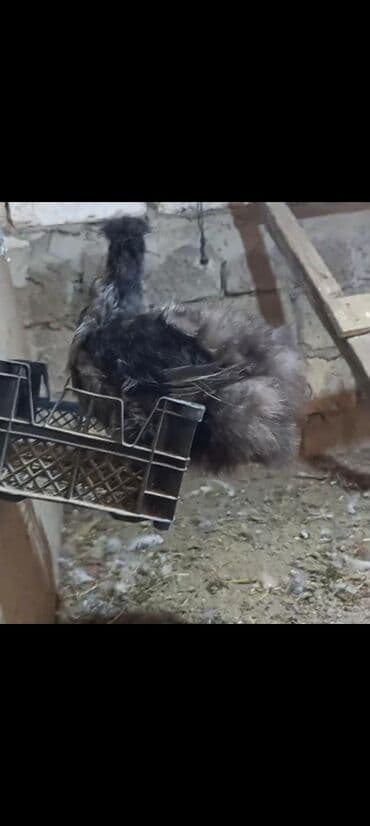 simental inekler satilir: Məhsul: Ev quşu – dekorativ toyuq/cücələr (ipək tipli, tüklü) Təsvir — 2