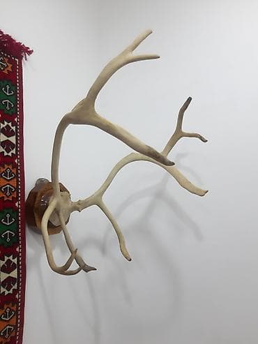 buynuzu: Divar Dekoru – Trophə Buynuz Kompozisiyası - Material: təbii heyvan — 2