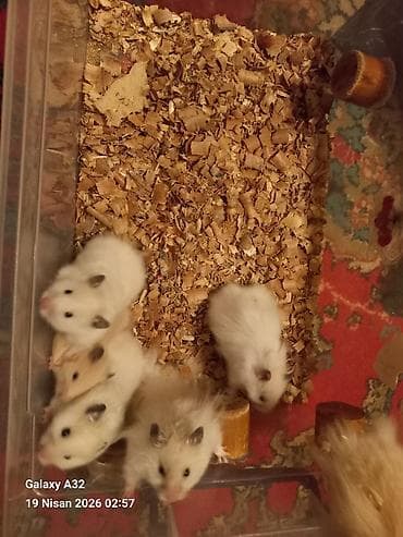 şpits qiyməti: Hamsterlər – uzun tüklü qiymet 5 azn vatsap nomre 0515913288 zeng — 5