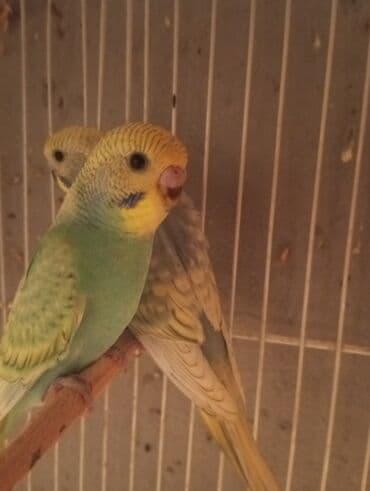 sabuncu qus bazari: Biri 9 manat rengbereng balalar Unvan Bileceri — 10