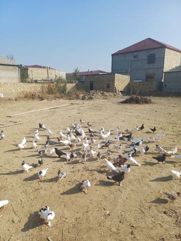 pavlin goyərcin: Məhsul: Göyərçin sürüsü Təsvir: - Şəkillərdə müxtəlif rəng və — 5