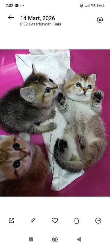 5 ayliq korpe: Britan — 1