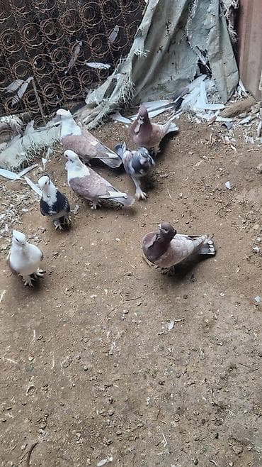 dərzi quşu: Sarı boynu güllü ərkey sarı quyruğ satılır desdə deyil qızğın ərkeydi — 7