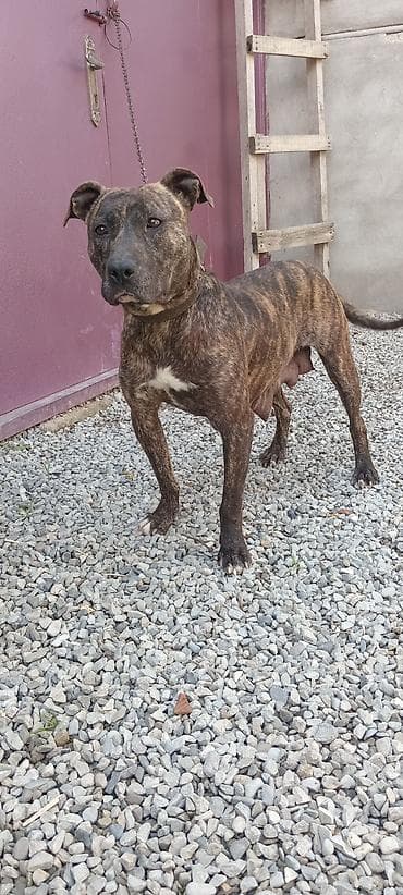 alman itleri: Pitbul, Dişi — 2