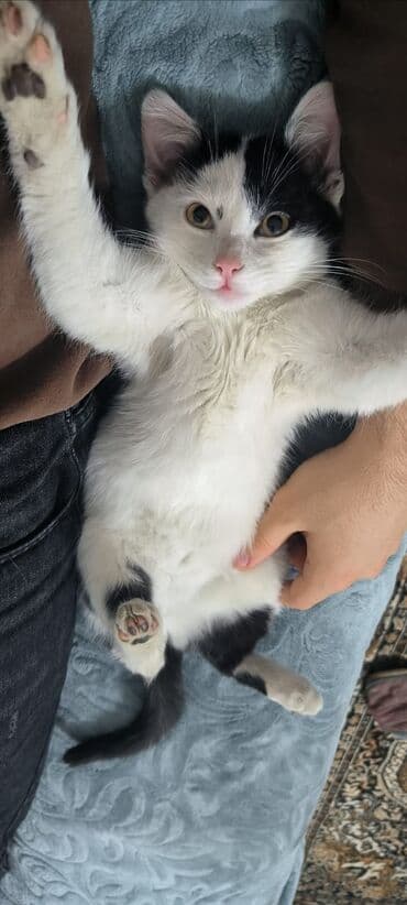 Птицы: Самец, В добрые руки, Самовывоз — 3