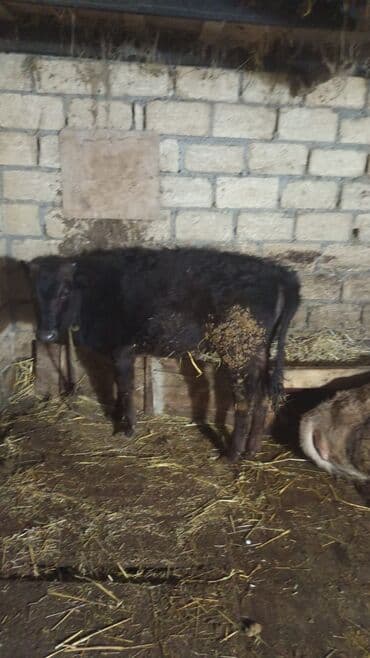 Inəklər, öküzlər: Dana — 1