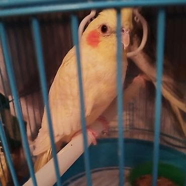 ağ quyruq: Məhsul: 1 yaşi var tam sağlam quşdur. Nimfa tutuquşusu (cockatiel) — 4