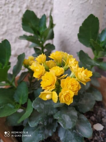 orkide gulu qiymeti: 40 ədəd bənövşə şəkildə olduğu kimi satılır — 7