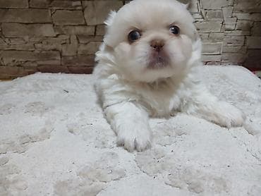 balaca ağ itlər: Pekines, 2 ay, Erkek, Peyvəndli — 3