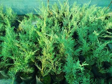 sarmaşıq qızılgül satışı: Mojevennik şitili — 1