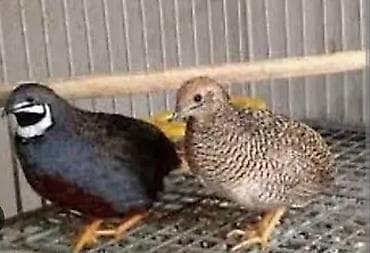 ev qusu: Çin bildircinleri hazır yumurtaq quşlardi cütü 35manat tek mayalar — 2