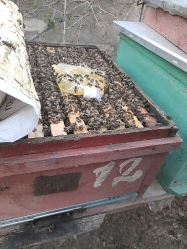 доска объявлений пчелы: Arilar.yesiyle bir yerde.Bakidadi — 1