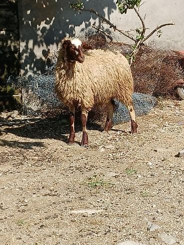 balaca it cinsi: 15 16 kilo eti erkəy — 2