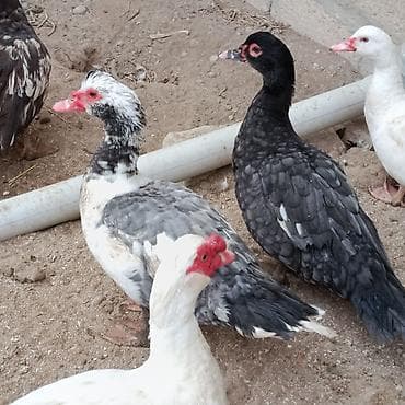 Erkək, | Lal ördək, Damazlıq