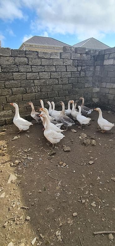 tovuz qusu satılır: Salam Temiz Linda Kuban Rus qazları originaldır 5kilo 800qram 5 — 4