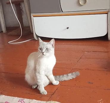 pişik britan: Dişi, Yaxşı əllərə — 3