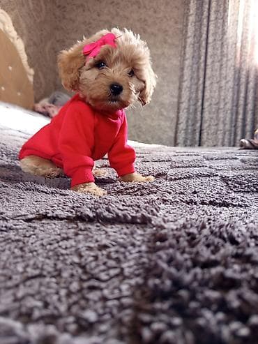 xaski itləri: Pudel, 2 ay, Dişi — 6