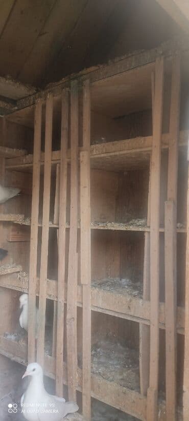 it yuvasi satilir: Quşxana Satlır — 7