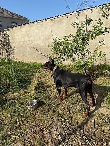 heyet iti: Doberman, Erkek, Ünvandan götürmə — 3