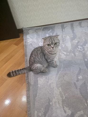 Şotland yastı qulaq