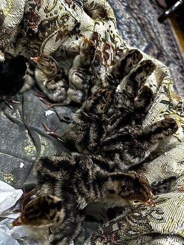 Yemlər: Dişi, Amerika, Damazlıq, Ünvandan götürmə, Pulsuz çatdırılma, Ödənişli çatdırılma — 4