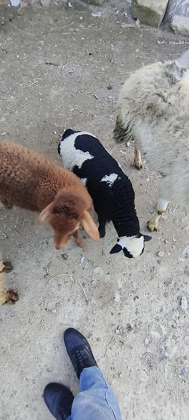 Qazlar: Qarışıq rəngli quzu – Qara-ağ naxışlı - Növ: Quzu (qoyun balası) - — 4