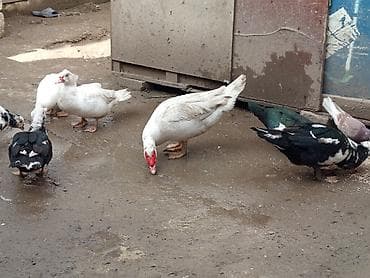 Птицы: ÇOX TECİLİ SATLİR DAMAZLİQ HEYVANARDİ ELADLAR İÇLERDE AQ QARA BAŞDA — 9