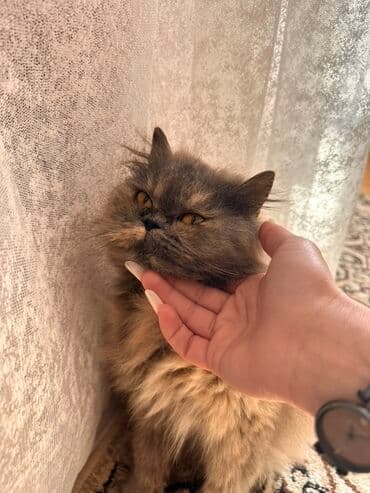 pişik cutləşdirilir: Şotland uzun tüklü, Dişi, Yaxşı əllərə, Pulsuz çatdırılma — 2