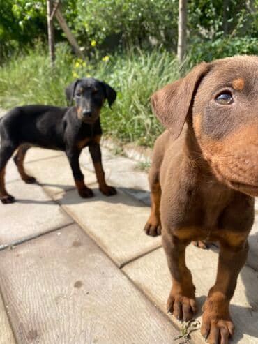 cane corso qiyməti: Doberman, 2 ay, Erkek, Sənədli, Rayonlara çatdırılma, Pulsuz çatdırılma, Ödənişli çatdırılma — 5