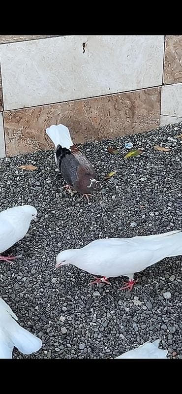 qus: Antikvar agguyrug bala 200 manat Xirdalandadi — 1
