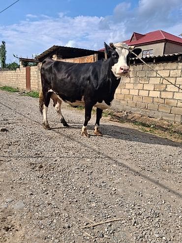 toyuq ucuz qiymete: Dişi, Holsteyn, il: 9, Südlük, Ünvandan götürmə — 1