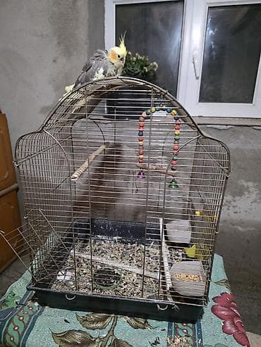 quş: Məhsul: Korella tutuquşuları və qəfəs dəst.Erkər dişi bir yerə (qəfəs — 3