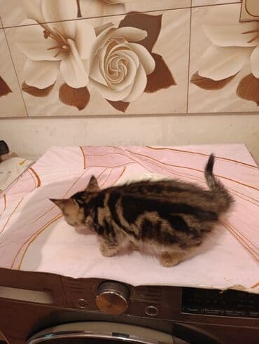 кот в добрые руки: В добрые руки — 3