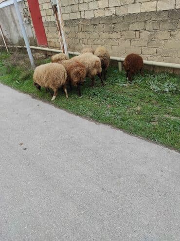 Индюшки: Самка, Qala, лет: 2, 70 кг, Для разведения, Самовывоз — 2