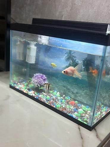 ucuz elf bar: Akvaiurum filteri ela veziyettedir heç bir problemi yoxdu yenidi az — 1