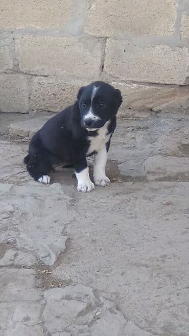 azerbaycanda it adlari disi: 1 ay, Dişi — 1