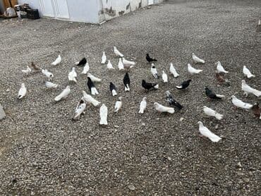 Lincoln: Satış: Evdə bəslənmiş göyərçin sürüsü • Növ: Ev göyərçini (müxtəlif — 3