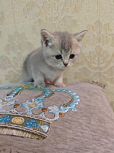 britan pişikləri: Britan — 8