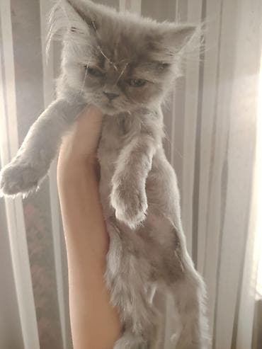 Кошки: Персидская, Самец, В добрые руки — 2