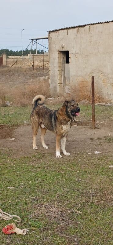 Lexus: Qurdbasar, 2 il, Erkek, Peyvəndli, Ödənişli çatdırılma — 1